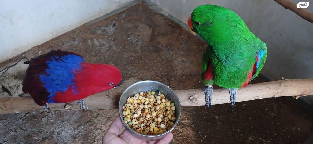תמונת מודעה - חיות מחמד
