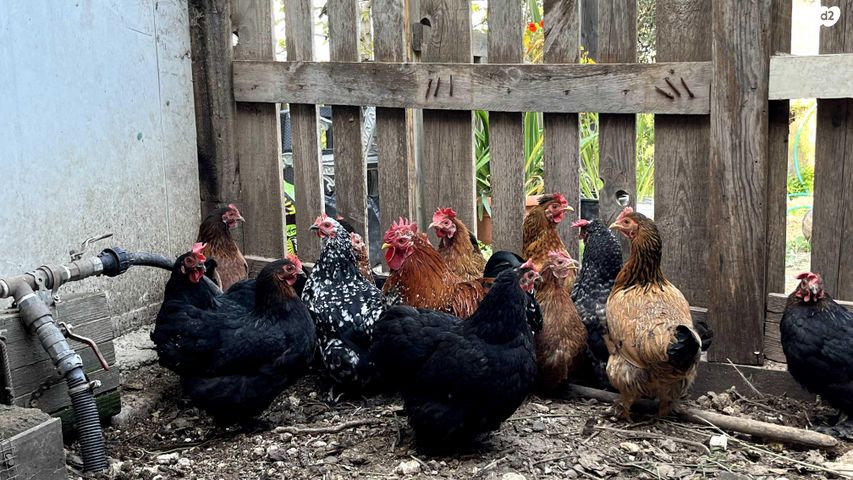 חיית משק פקין