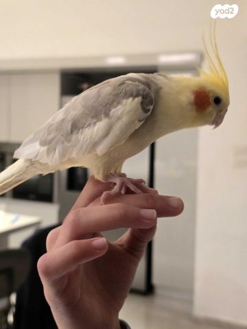 תוכי קוקוטייל