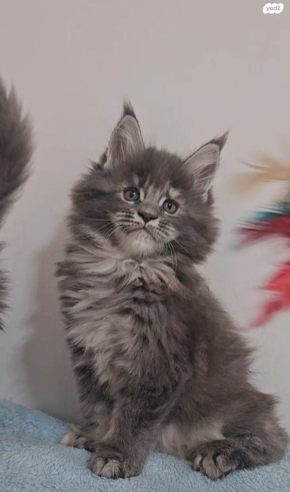 חתול מיין קון