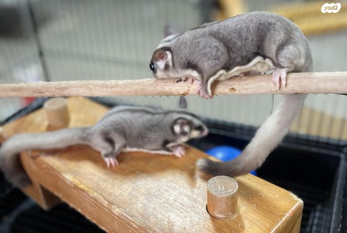 מכרסם סנאי מעופף \ שוגר