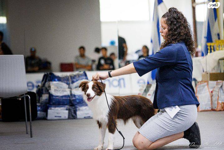 כלב בורדר קולי