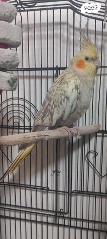 תוכי קוקוטייל