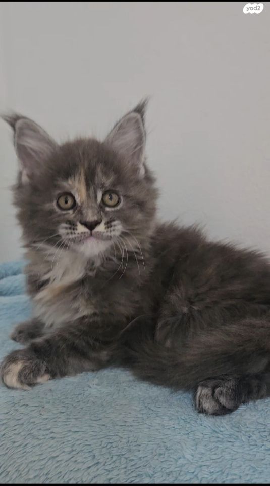 חתול מיין קון