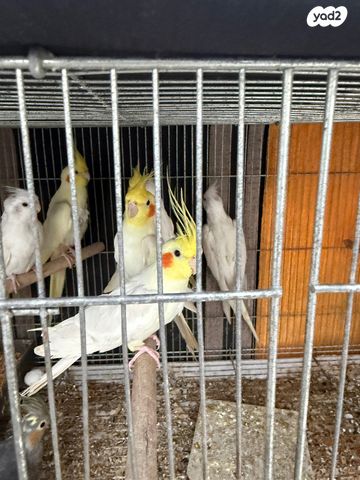 תוכי קוקוטייל