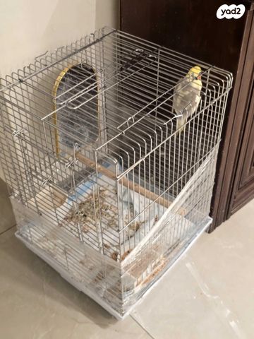 תוכי קוקוטייל