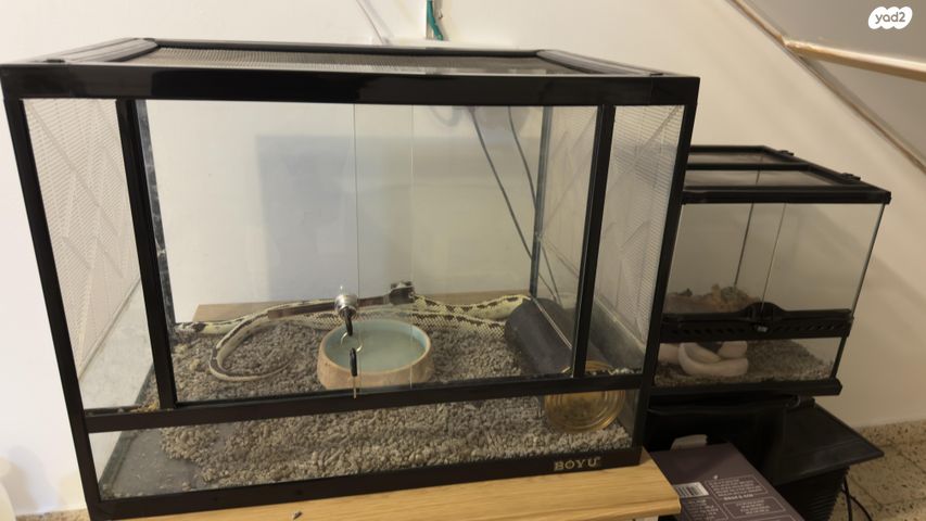 זוחל קינג סנייק