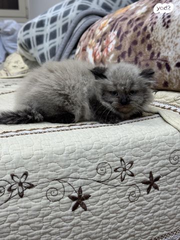 חתול הימלאיה