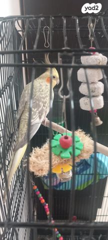 תוכי קוקוטייל