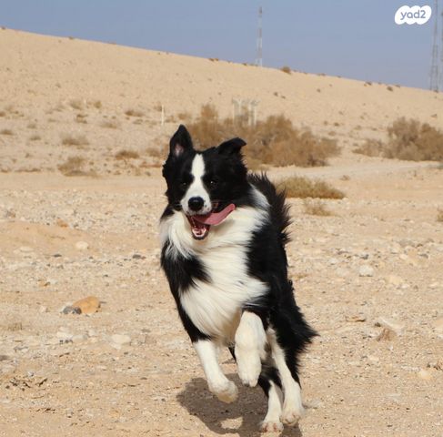 כלב בורדר קולי