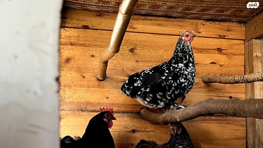 חיית משק פקין