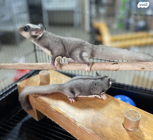 מכרסם סנאי מעופף \ שוגר