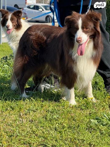 כלב בורדר קולי