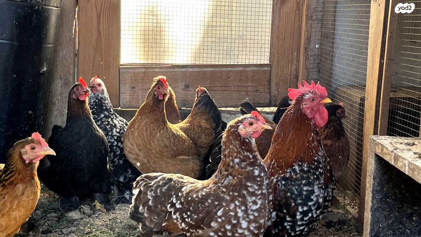 חיית משק פקין