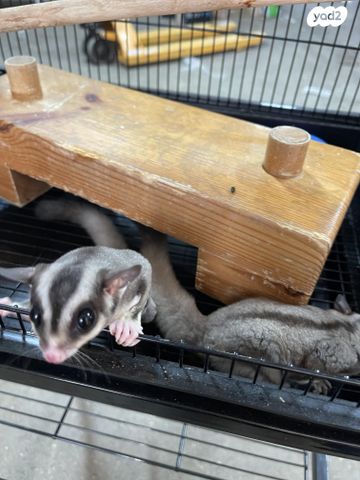 מכרסם סנאי מעופף \ שוגר