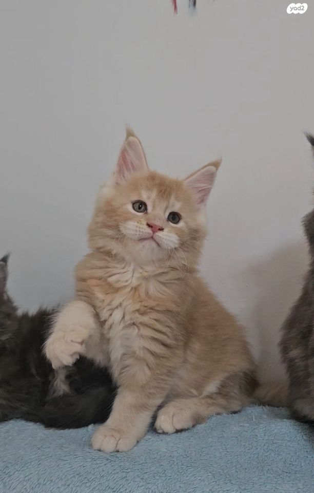 חתול מיין קון