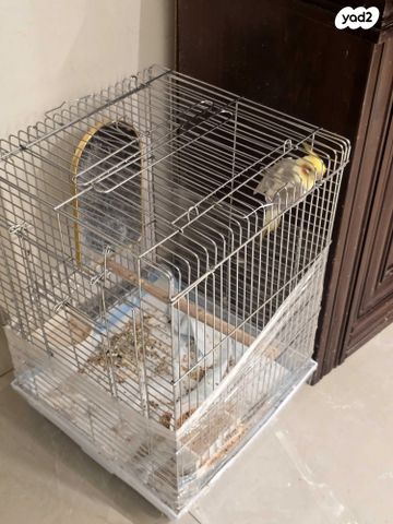 תוכי קוקוטייל