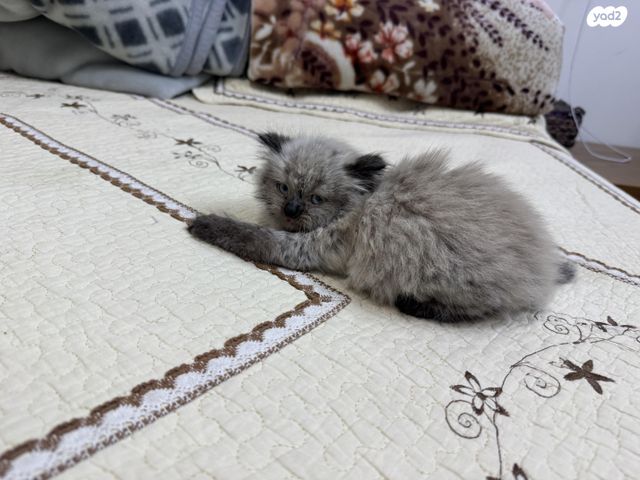 חתול הימלאיה