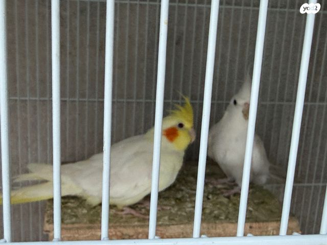 תוכי קוקוטייל