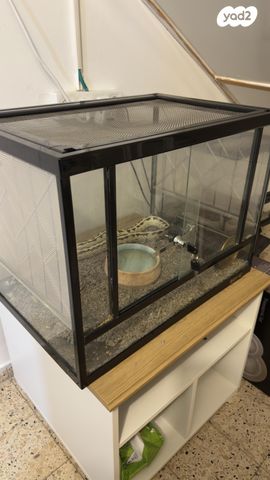 זוחל קינג סנייק