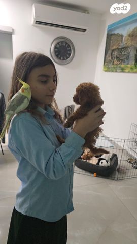 תוכי קוקוטייל