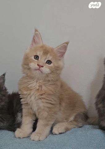 חתול מיין קון