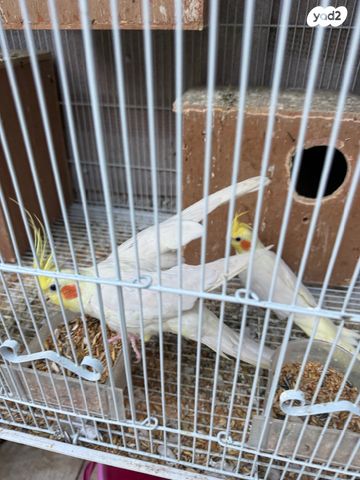 תוכי קוקוטייל