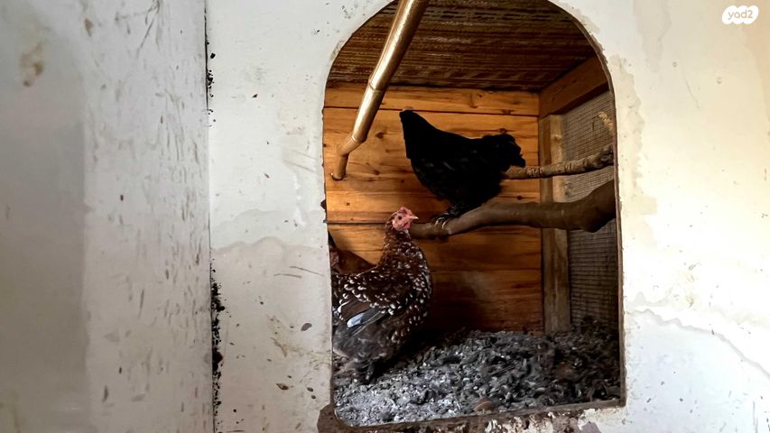 חיית משק פקין