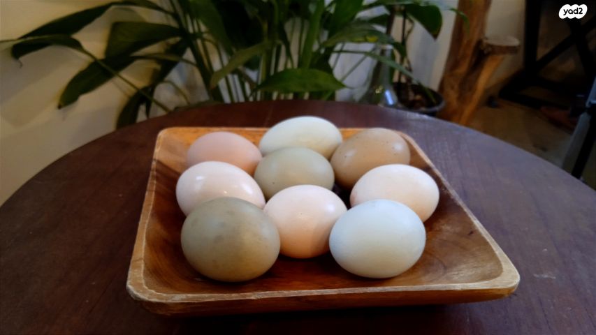 חיית משק פקין