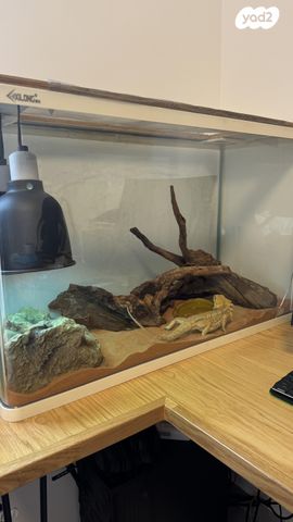 תמונת מודעה - חיות מחמד