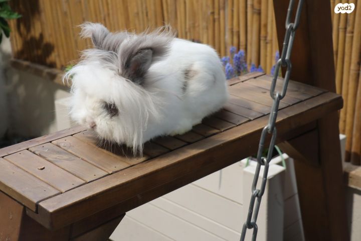 תמונת מודעה - חיות מחמד