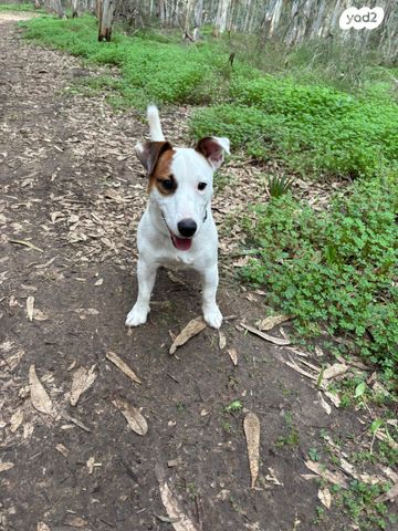 תמונת מודעה - חיות מחמד