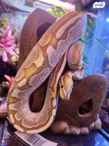 תמונת מודעה - חיות מחמד