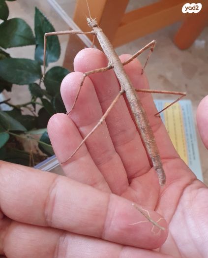 תמונת מודעה - חיות מחמד