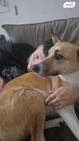 תמונת מודעה - חיות מחמד