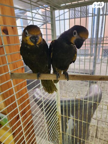 תמונת מודעה - חיות מחמד