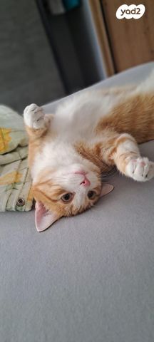 תמונת מודעה - חיות מחמד