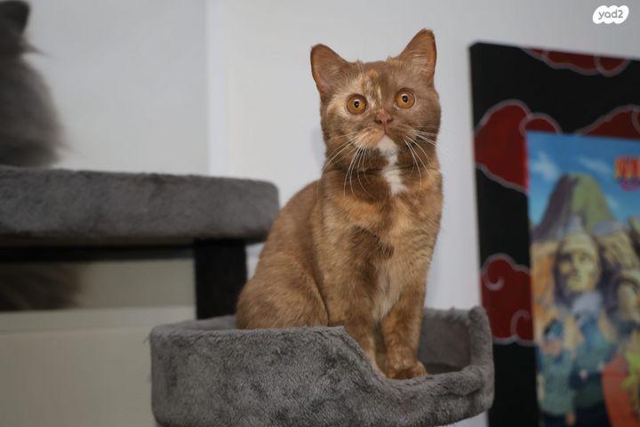 תמונת מודעה - חיות מחמד