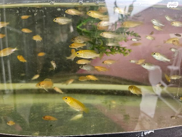 תמונת מודעה - חיות מחמד