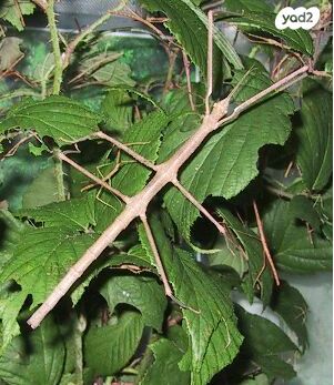 תמונת מודעה - חיות מחמד