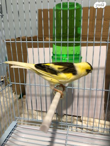 תמונת מודעה - חיות מחמד