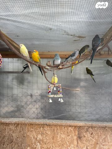 תמונת מודעה - חיות מחמד