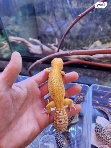 תמונת מודעה - חיות מחמד