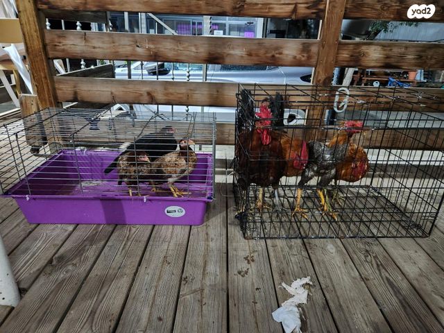 תמונת מודעה - חיות מחמד