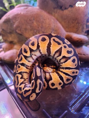 תמונת מודעה - חיות מחמד