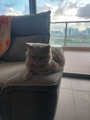 תמונת מודעה - חיות מחמד