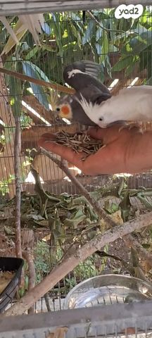 תמונת מודעה - חיות מחמד