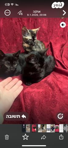 תמונת מודעה - חיות מחמד