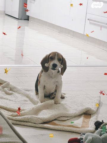 תמונת מודעה - חיות מחמד