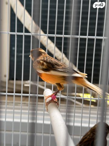 תמונת מודעה - חיות מחמד